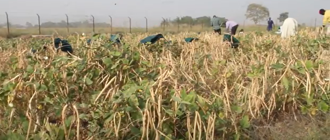 Giving Cowpea Farmers a Choice